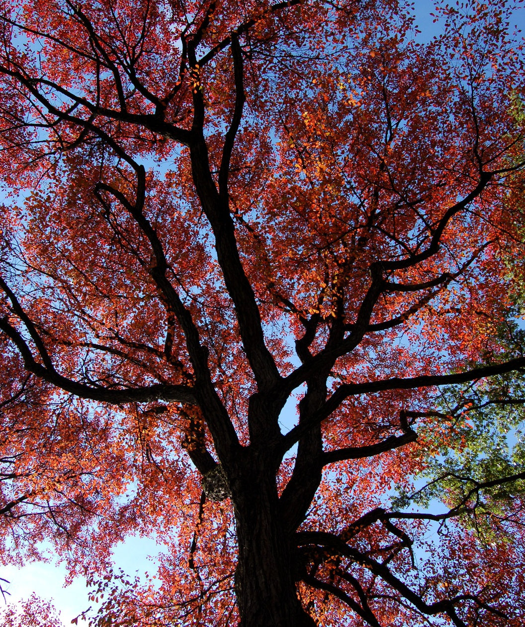 Looking up into a Black Gum tree covered in the bright red fall foliage