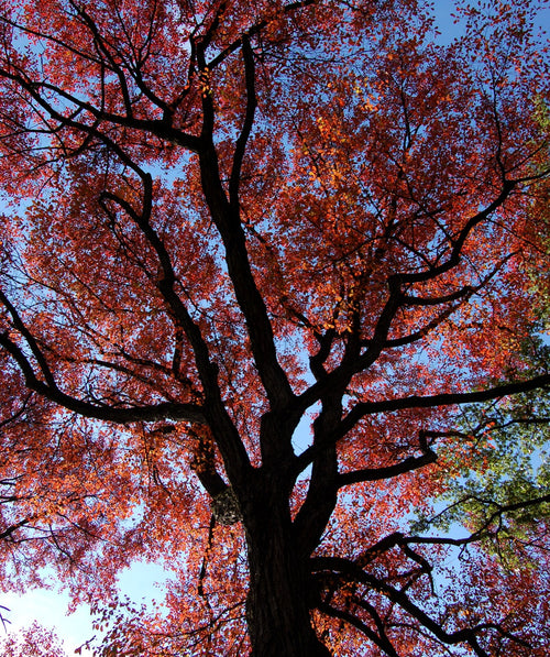 Looking up into a Black Gum tree covered in the bright red fall foliage