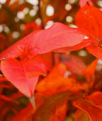A close up of the bright red fall foliage of the Black Gum tree