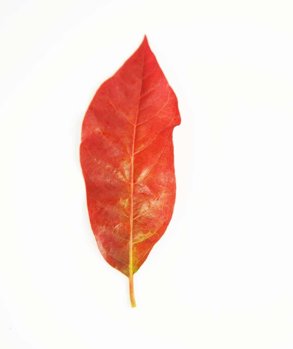 A single oval-shaped, bright red fall color leaf of the Black Gum