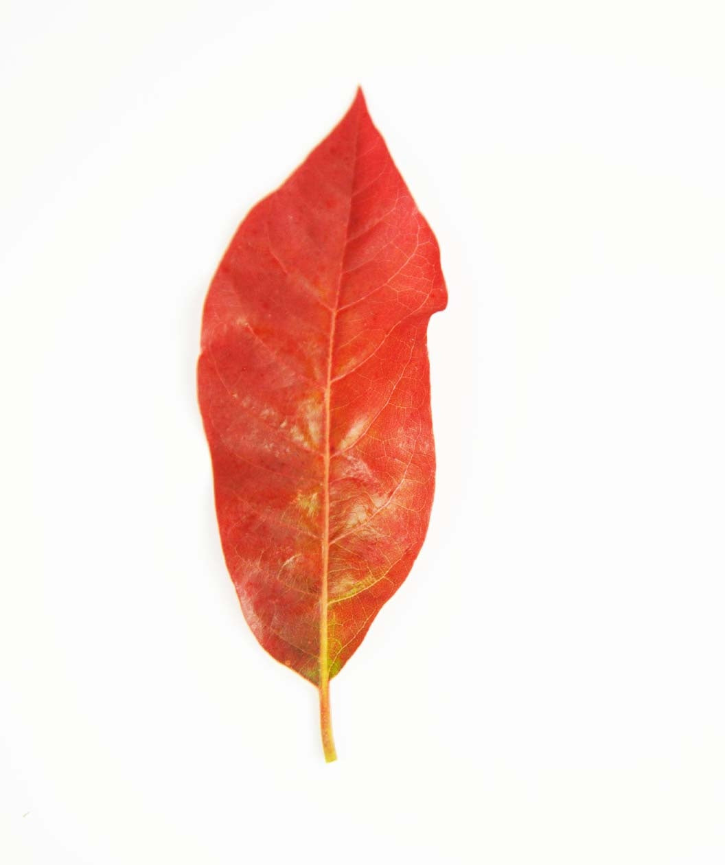 A single oval-shaped, bright red fall color leaf of the Black Gum