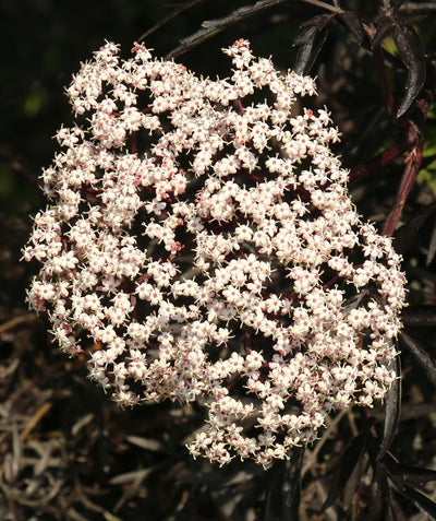 A closeup of the light pink to white blooms of the Black Lace Elderberry 