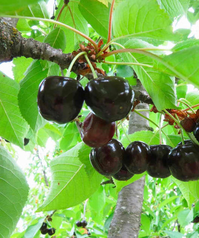Close up of Black Tartarian Sweet Cherry, several round dark red almost black cherries emerging from green conical shaped leaves