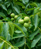 Black Walnut closeup of long green leaves with yellow veins and yellow-green nuts hanging off yellow stems