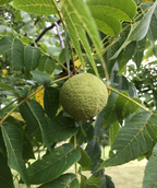 Black Walnut light green nut hanging on yellow branch with green leaves with yellow veins
