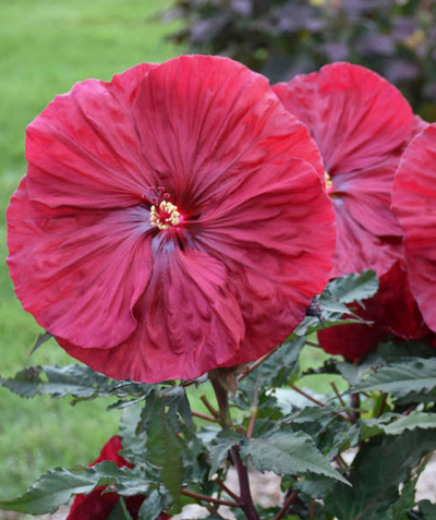 Blackberry Merlot Rose Mallow has large crimson colored flowers that have a tropical look to them with dark green foliage