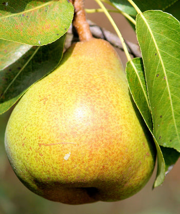 Close up of a Blake's Pride European Pear growing on a tree, yellow-green colored pear shaped pear with hints of orange