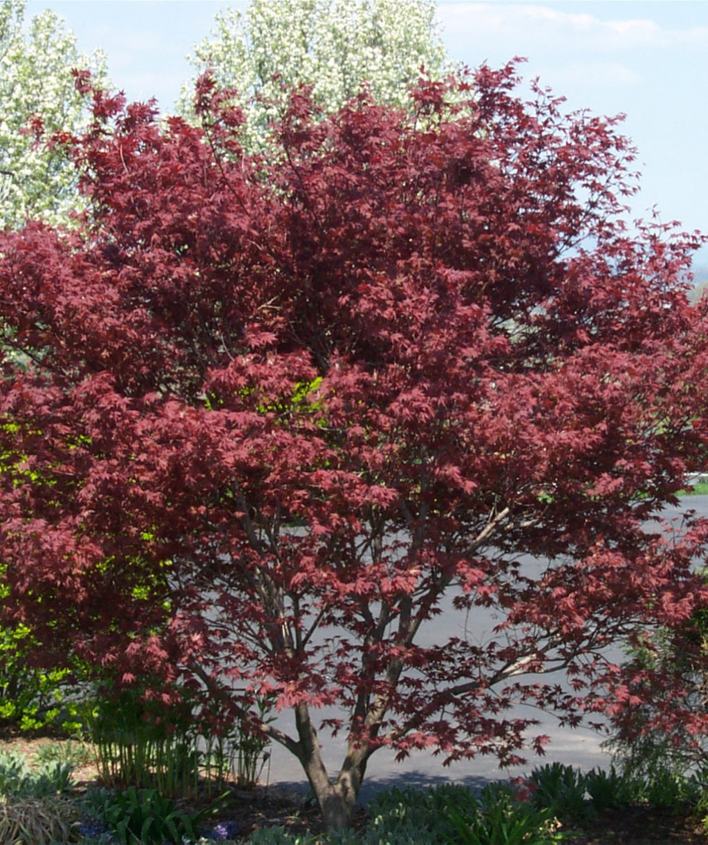 Bloodgood Japanese Maple planted in landscape with burgundy leaves against the gray bark