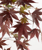 Bloodgood Burgundy Upright Japanese Maple leaves, these leaves are a stunning burgundy color with a unique leaf shape, most leaves have seven points to them