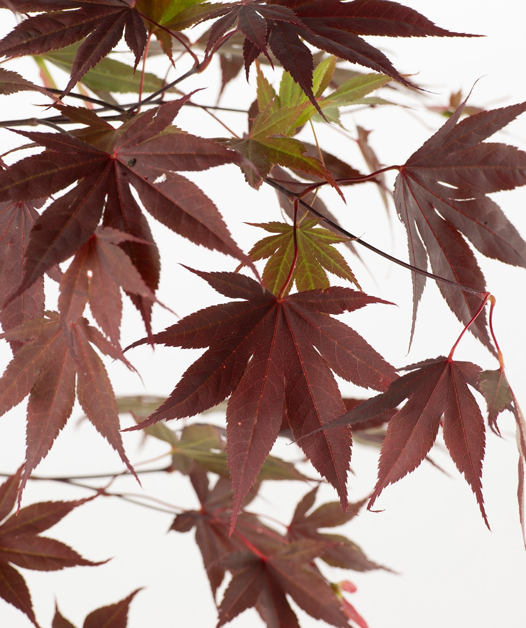 Bloodgood Burgundy Upright Japanese Maple leaves, these leaves are a stunning burgundy color with a unique leaf shape, most leaves have seven points to them