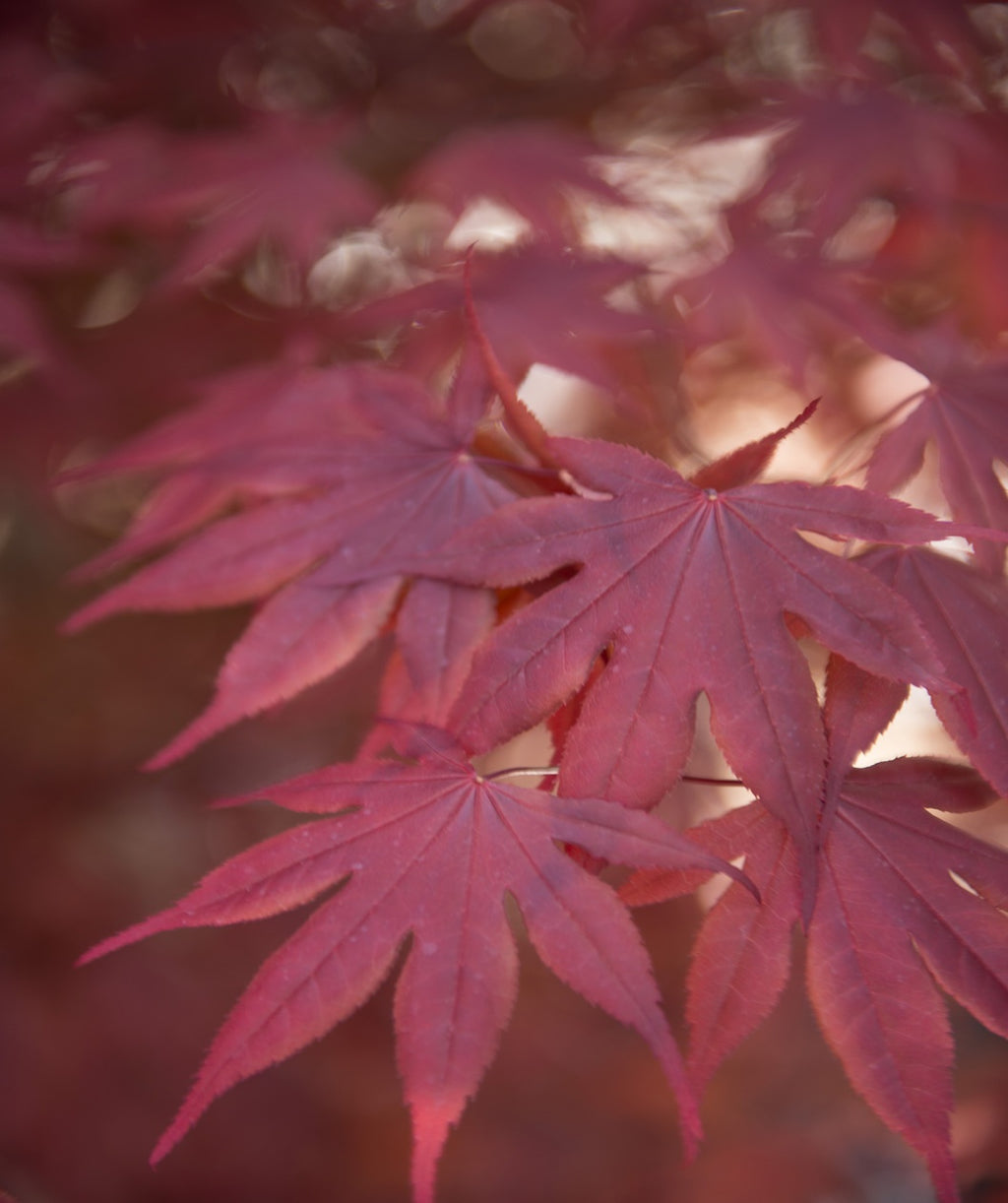 Bloodgood Burgundy Upright Japanese Maple leaves, these leaves are a stunning burgundy color with a unique leaf shape, most leaves have seven points to them