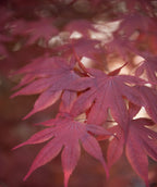 Bloodgood Burgundy Upright Japanese Maple leaves, these leaves are a stunning burgundy color with a unique leaf shape, most leaves have seven points to them