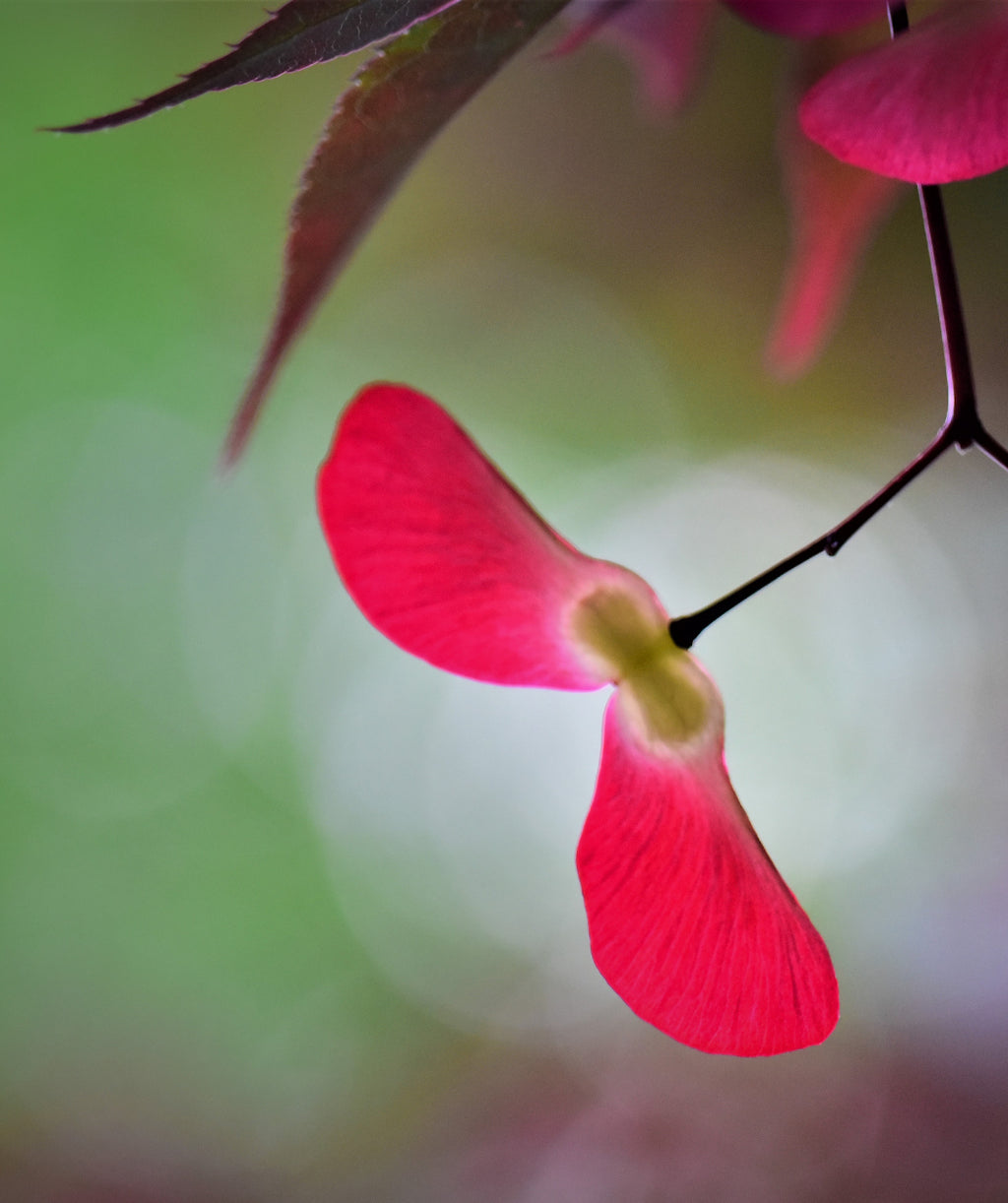 Bloodgood Burgundy Upright Japanese Maple seed pod, this tree produces seed pods in pairs, seed pods are red in color with each seed being attached to a wing like structure that resembles paper