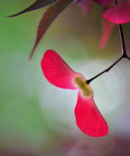 Bloodgood Burgundy Upright Japanese Maple seed pod, this tree produces seed pods in pairs, seed pods are red in color with each seed being attached to a wing like structure that resembles paper
