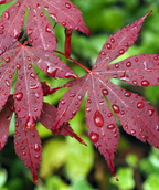 A closeup of Bloodgood Japanese Maple red leaves after a rainstorm with water droplets on the foliage