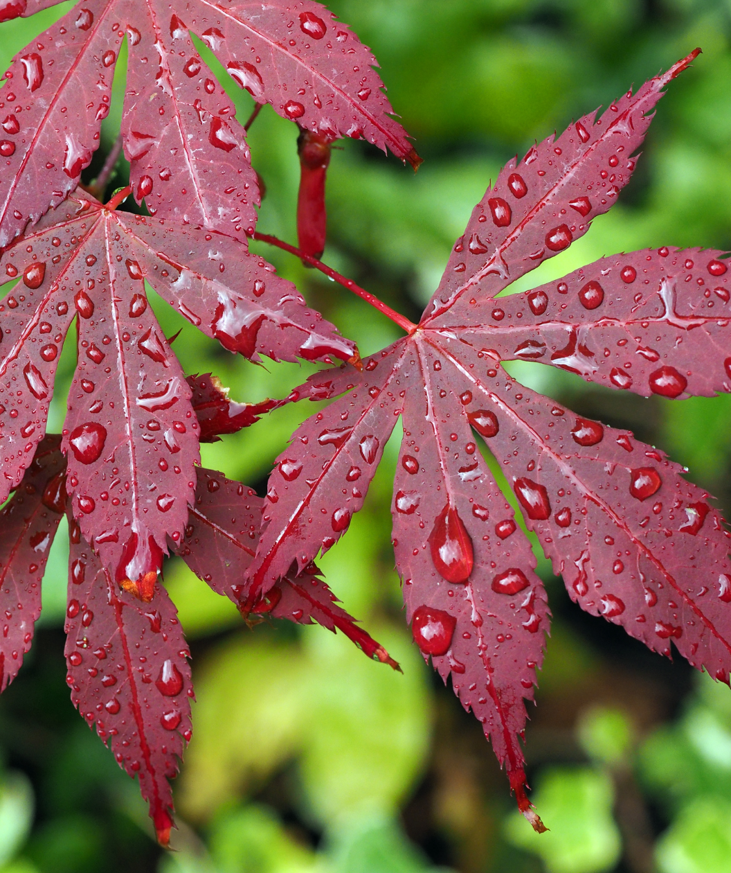 A closeup of Bloodgood Japanese Maple red leaves after a rainstorm with water droplets on the foliage