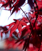 Looking up through the pure red foliage of the Bloodgood Japanese Maple