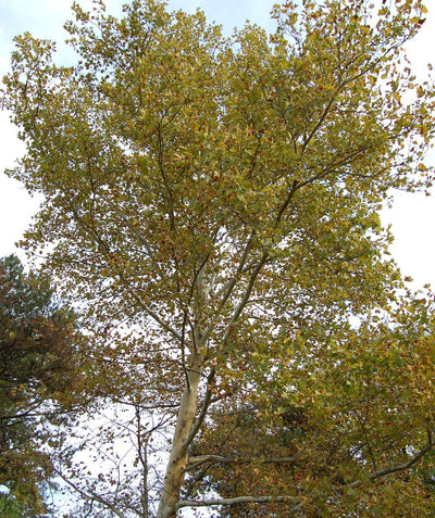 A mature Bloodgood London Planetree planted in a landscape as the leaves begin to transition to a yellowish fall color