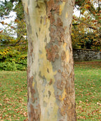 A closeup shot of the bark on a Exclamation London Planetree (Sycamore) with its interestingly smooth textured bark of light tan, grey, and light brown colors.