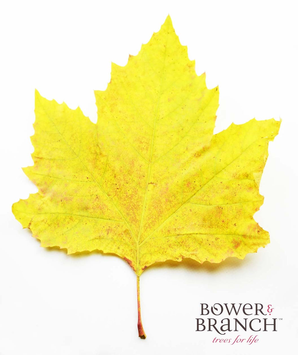 A single leaf of the Bloodgood London Planetree on a white background showing off the brilliant yellow fall color