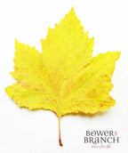 A single leaf of the Bloodgood London Planetree on a white background showing off the brilliant yellow fall color