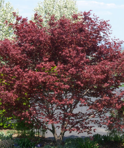 Bloodgood Japanese Maple planted in landscape with burgundy leaves against the gray bark