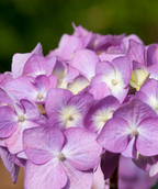 Close up of Bloomstruck Endless Summer Hydrangea flowers, rounded clusters of small multi colored flowers, this cluster shows purple and white colored blooms