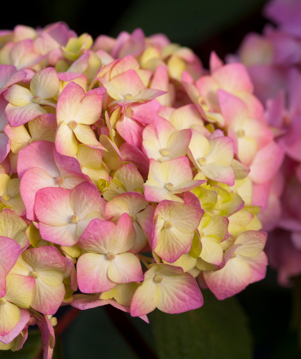 Close up of Bloomstruck Endless Summer Hydrangea flowers, rounded clusters of small multi colored flowers, this cluster shows pink and yellow colored blooms