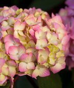 Close up of Bloomstruck Endless Summer Hydrangea flowers, rounded clusters of small multi colored flowers, this cluster shows pink and yellow colored blooms