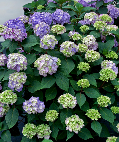 Bloomstruck Endless Summer Hydrangea planted in a landscape, various clusters of small multi-colored flowers ranging from pinks, blues, and purples with dark green serrated leaves