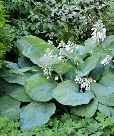 Blue Angel Big Leafed Hosta planted in a landscape, very large blue-green leaves with stalks of light purple to white flowers