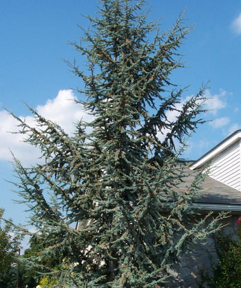 A large Blue Atlas Cedar planted in a landscape covering in the bluish-green needles