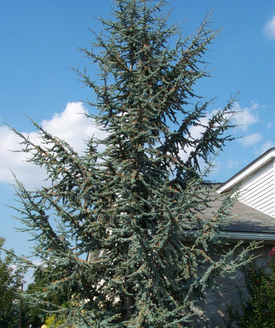A large Blue Atlas Cedar planted in a landscape covering in the bluish-green needles