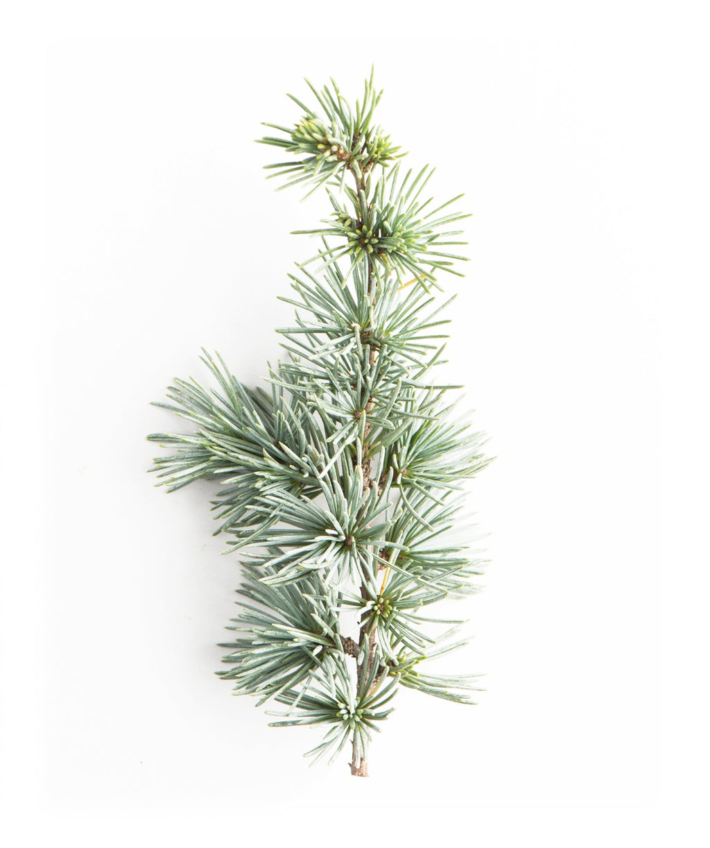 Blue Atlas Cedar bluish-green foliage on a white background