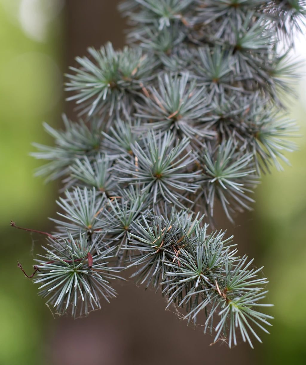 A closeup of the bluish-green needles of the Blue Atlas Cedar