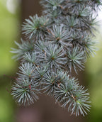 A closeup of the bluish-green needles of the Blue Atlas Cedar