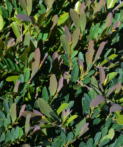 Blue Cascade Distylium foliage closeup