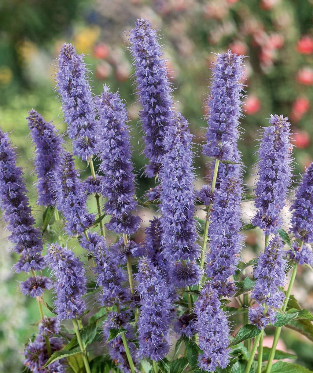 A close up of the lavender-blue flower spikes of the Blue Fortune Hyssop