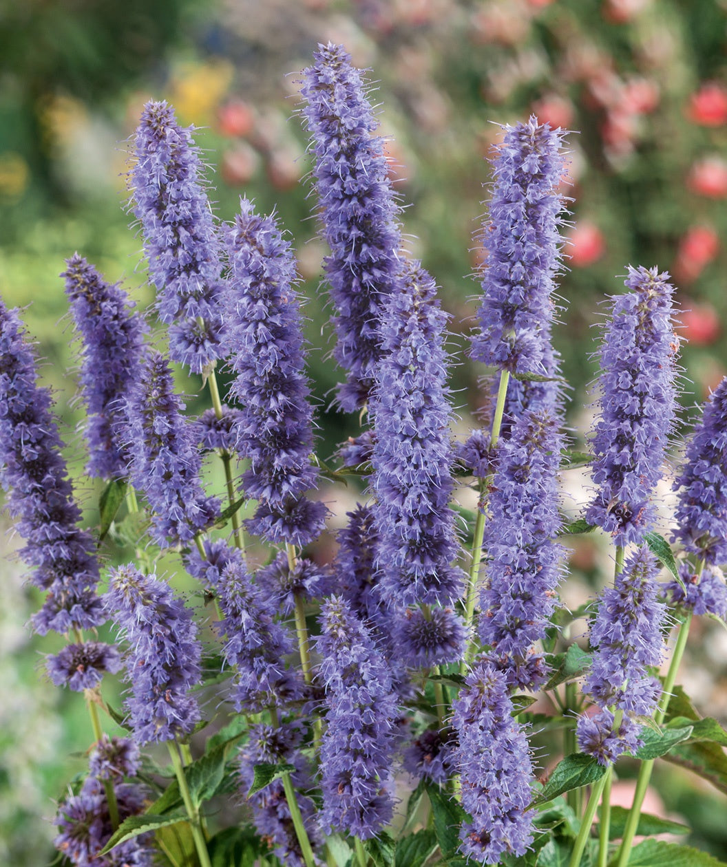 A close up of the lavender-blue flower spikes of the Blue Fortune Hyssop
