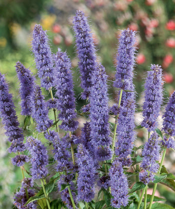 A close up of the lavender-blue flower spikes of the Blue Fortune Hyssop