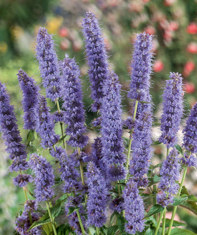 A close up of the lavender-blue flower spikes of the Blue Fortune Hyssop
