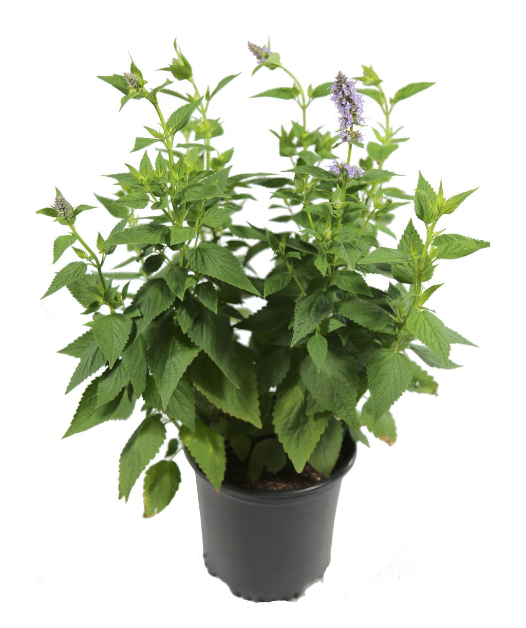 A Blue Fortune Hyssop in a grower's black pot, covered in the dark green foliage