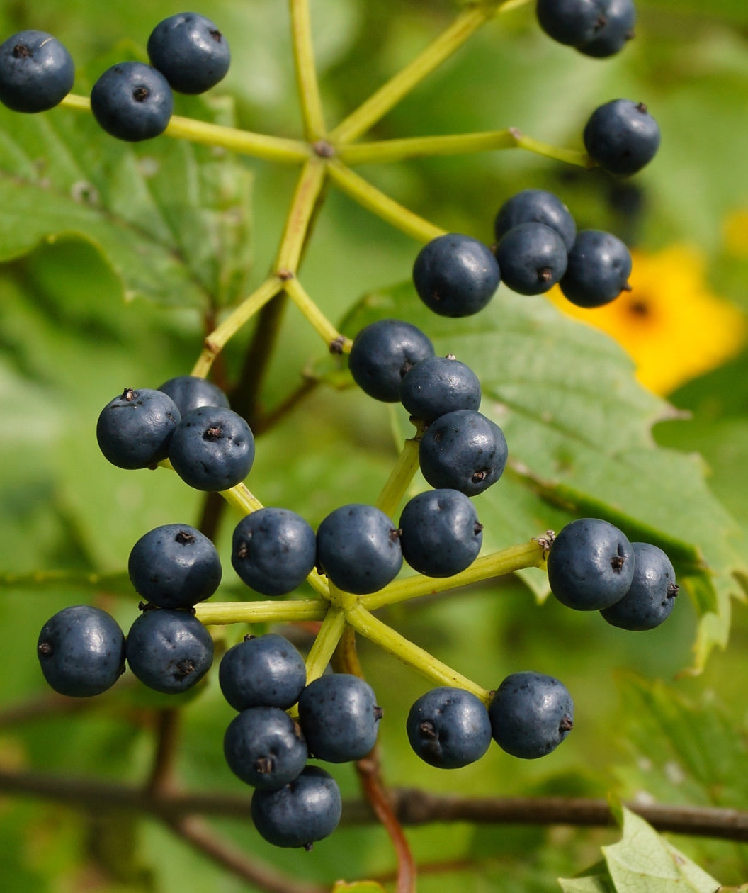 Vertical closeup of Blue Muffin arrowwood viburnum (Viburnum dentatum 'Christom') in fruit, showing its blue berries
