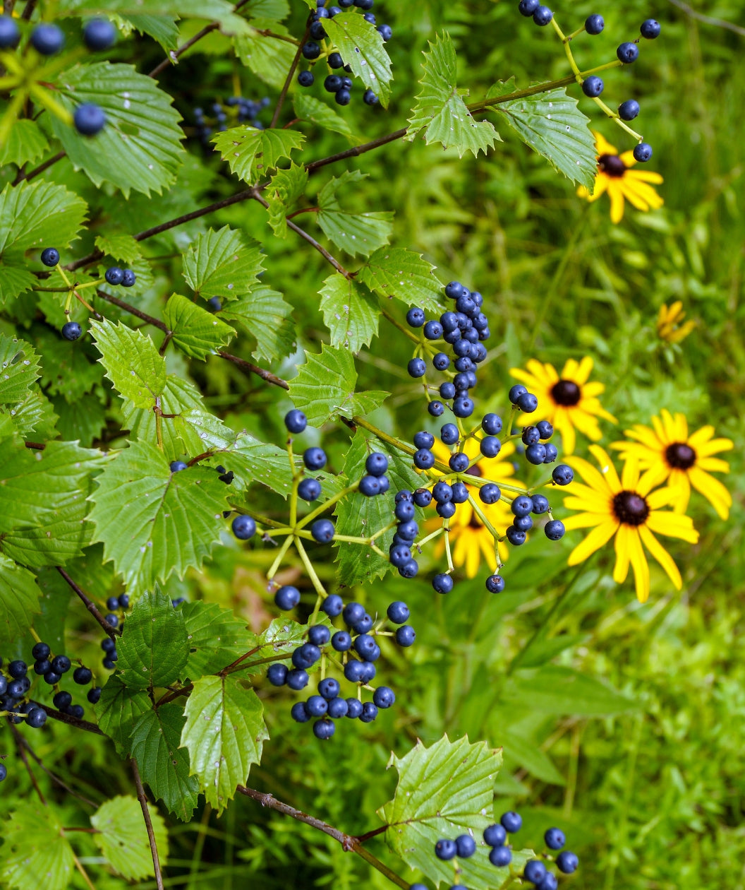 Vertical image of Blue Muffin arrowwood viburnum (Viburnum dentatum 'Christom') in fruit, showing its blue berries