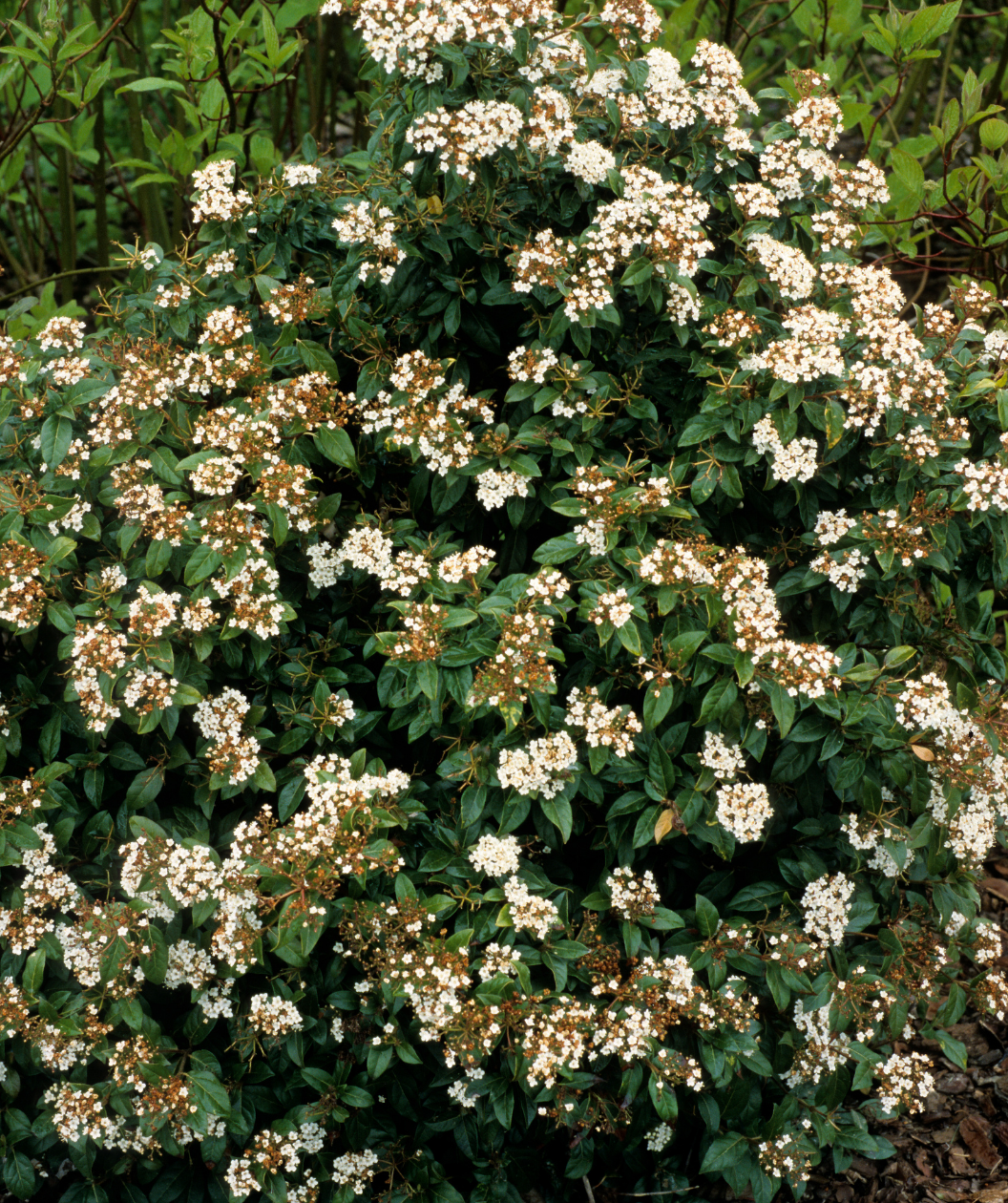 The Blue Muffin Arrowwood Viburnum planted in a landscape, showing of the snowball like white flowers against the deep green and glossy foliage