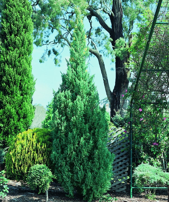 A Blue Point Juniper planted in a landscape, showing off the blue green evergreen foliage and the dense, upright branching structure