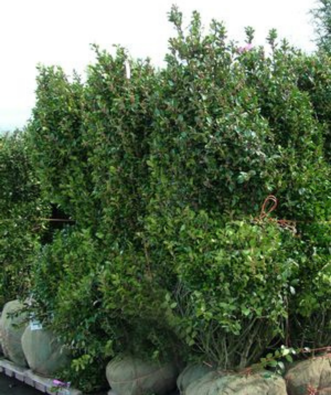 Blue Prince Holly balled and burlapped plants with dazzling green evergreen foliage