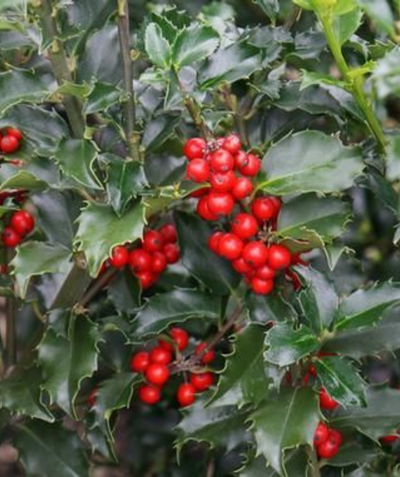 Blue Princess Holly deep green foliage with bright red berries