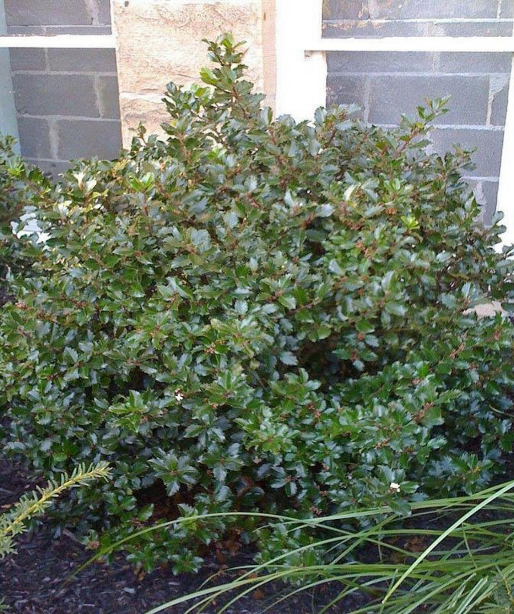 Blue Princess Holly planted in landscape with dark green evergreen foliage