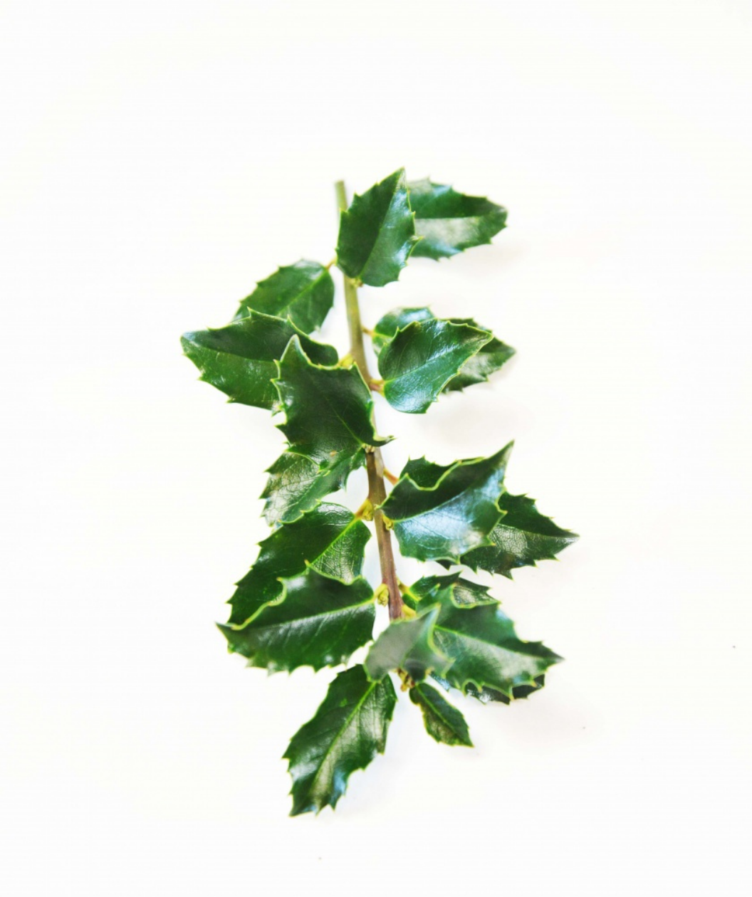 Blue Princess Holly closeup of glossy, pointy,  dark green foliage
